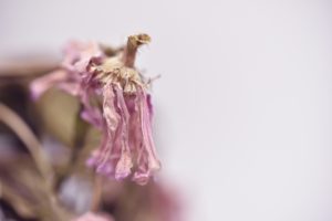 活性酸素で体が老化する!?