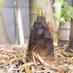 勃起のメカニズムとは?